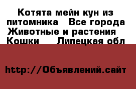 Котята мейн-кун из питомника - Все города Животные и растения » Кошки   . Липецкая обл.